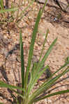 Largebracted plantain